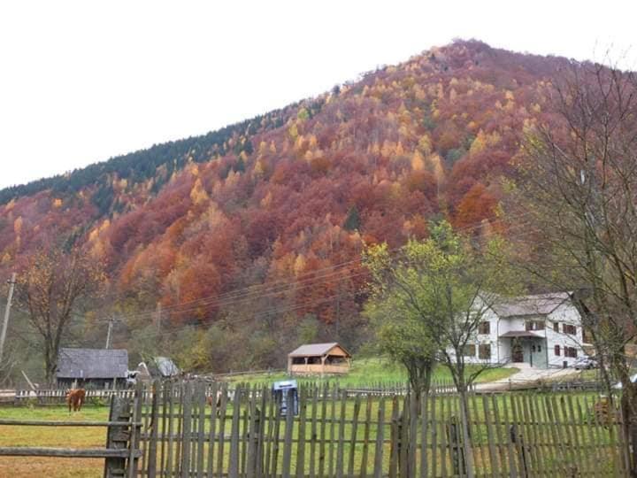 Pensiunea Valea Pinului Rau Sadului Dış mekan fotoğraf